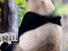 -中国大熊猫保护研究中心雅安碧峰峡基地