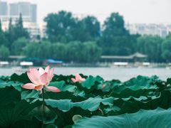 -济南大明湖景区