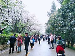 -武汉大学-樱园