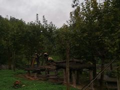 -都江堰中华大熊猫苑