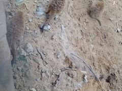 -武汉动物园