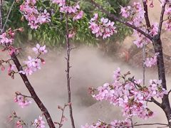 -狐尾山公园