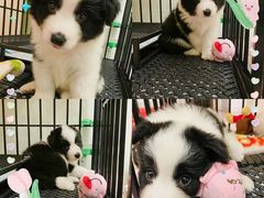 -翊宠yipet猫狗购宠庄园犬舍•猫舍