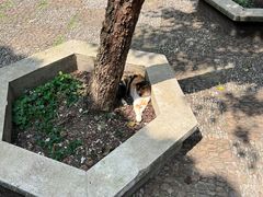 -西园戒幢律寺