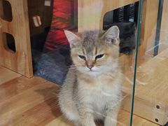 -凯德广场(学府店)