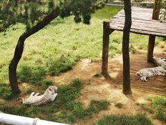 -西霞口神雕山野生动物世界