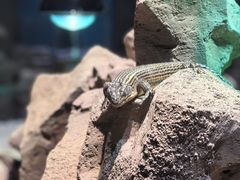 -帕帕拉兹宠物(亚洲旗舰店)