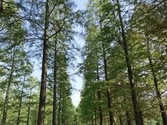 -泗洪洪泽湖湿地景区