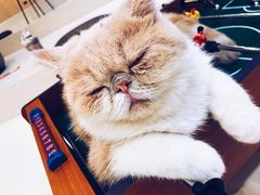 -飞行喵MR PILOT|猫舍·猫咖(静安大融城店)