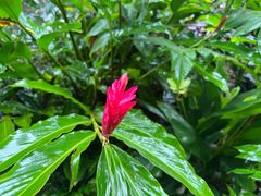 -中国科学院西双版纳热带植物园