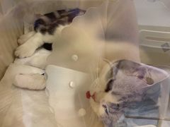 -纳吉亚猫专科动物诊疗中心(蒋宅口分院)