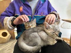 -楼上猫咖(罗湖店)