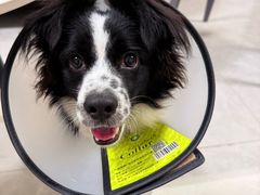 -宠颐生猫科·内科皮肤科(西平世纪城店)