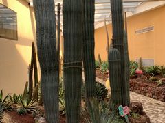 -正佳雨林生态植物园