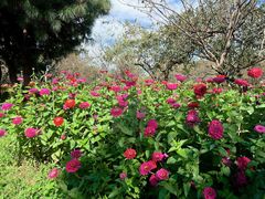 -名花谷生态庄园