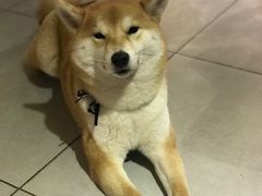 -柴务处·柴犬主题狗咖