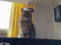 -猫在这儿猫咪咖啡馆·撸猫馆