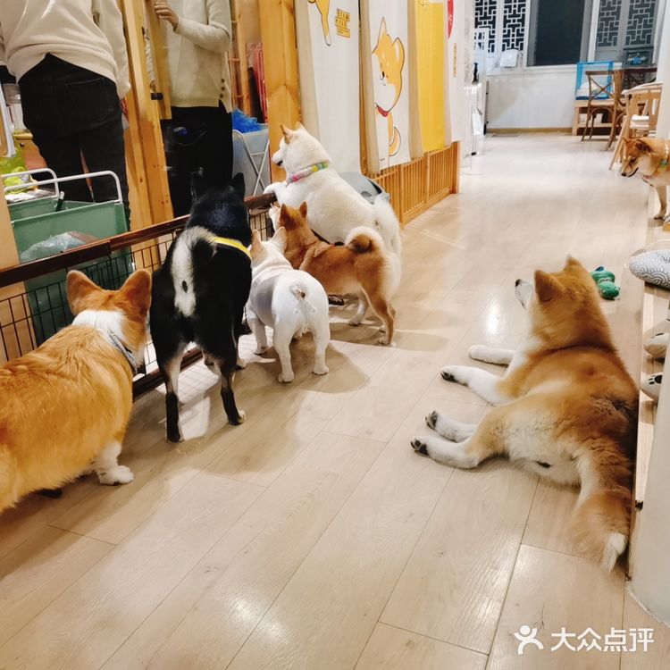 撸狗狗🐶