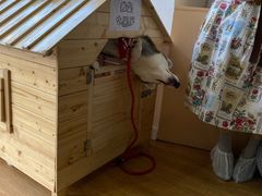 -Husky Go! 哈士奇体验馆·宠物咖啡厅狗咖