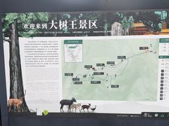-天目山大树王景区