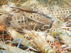 -海鲜e族(马王堆店)