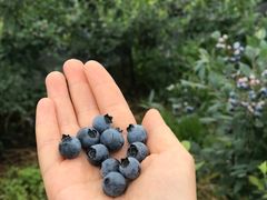 -金谷域澳洲庄园