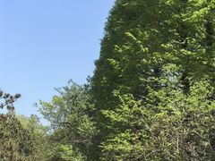 -日照海滨国家森林公园