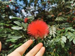 -中国科学院西双版纳热带植物园