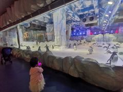 -芜湖新华联大白鲸海洋公园