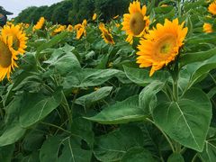 -艾溪湖湿地公园