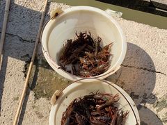 -同銮特种养殖场·龙虾垂钓
