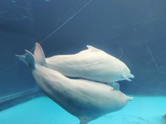-珠海长隆海洋王国