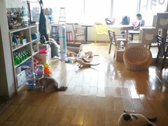 -Cappucimeow猫咪咖啡馆(韦伯时代店)