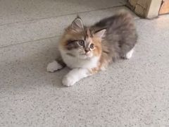 -宠颐生宠物医院·心肾内科·猫专科诊疗中心宠巢店
