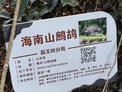 -海南霸王岭国家森林公园