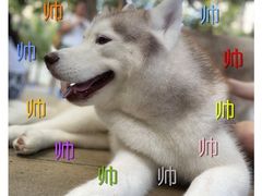 -TrueLove @ Neverland (Husky Cafe)