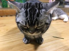 -藦茜花园宠物主题亲子互动体验馆(国顺东路店)