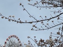 -顾村公园