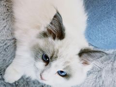 -喵宠乐园·撸猫互动·猫舍