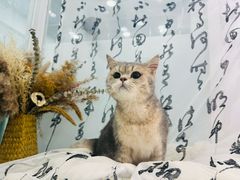 -爱洗澡的猫(望京店)