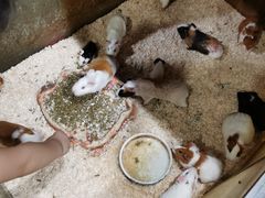 -上海大自然野生昆虫馆(东方明珠·爬宠昆虫探索中心)