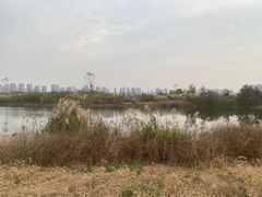 -洋湖国家湿地公园