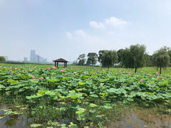 -苏州金鸡湖大酒店