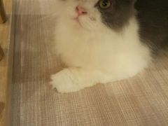 -飞行喵MR PILOT|猫舍·猫咖(静安大融城店)