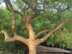 -西湖外事游船(花港观鱼码头)