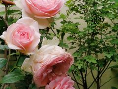 -三圣花乡旅游区