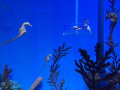 -上海海洋水族馆