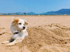 -日照海滨国家森林公园