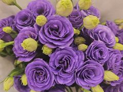 -双季花艺园艺市场(浦东店)