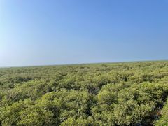 -北海金海湾红树林生态旅游区